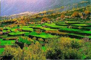 Hunza-Terraced-Fields