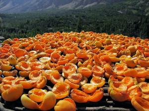 The most Delicious Apricots in the most beautiful mountain valley in the world